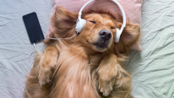 Golden Retriever met koptelefoon – blogheader voor "De voordelen van ‘slaapmuziek’ "