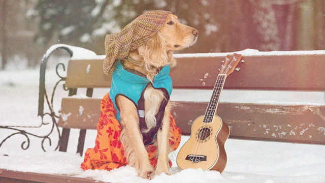 Zo bescherm je je muziekinstrument in de herfst en winter
