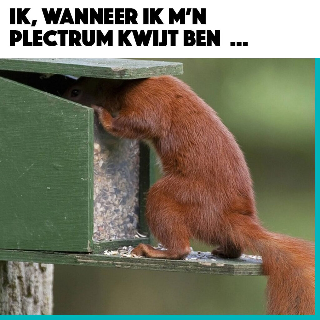 Meme van een eekhoorn die in een voederbak graaft met het onderschrift “Ik, als ik op zoek ben naar m’n plectrum...”